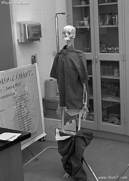 LabSkeletonPantsDown